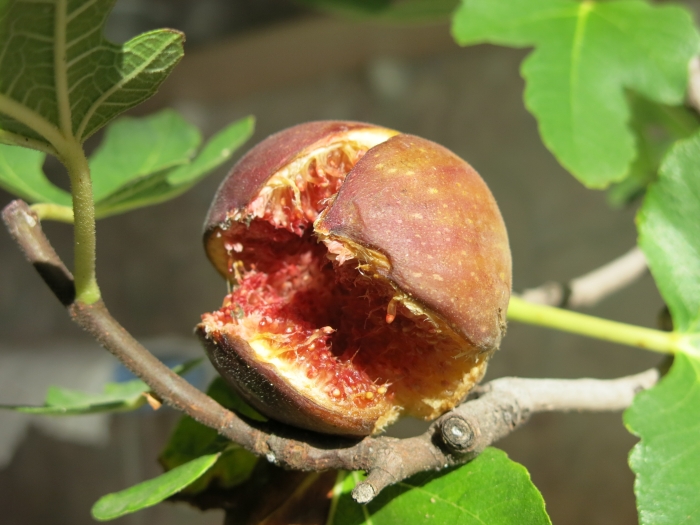 Ficus carica image