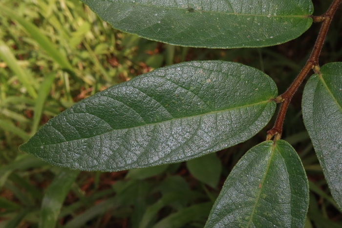 Ficus coronata image