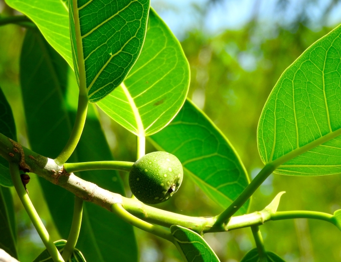 Ficus crocata image