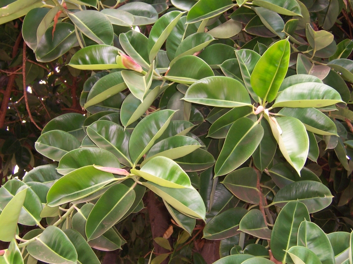 Ficus elastica image