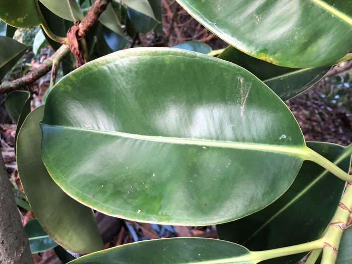 Ficus macrophylla image