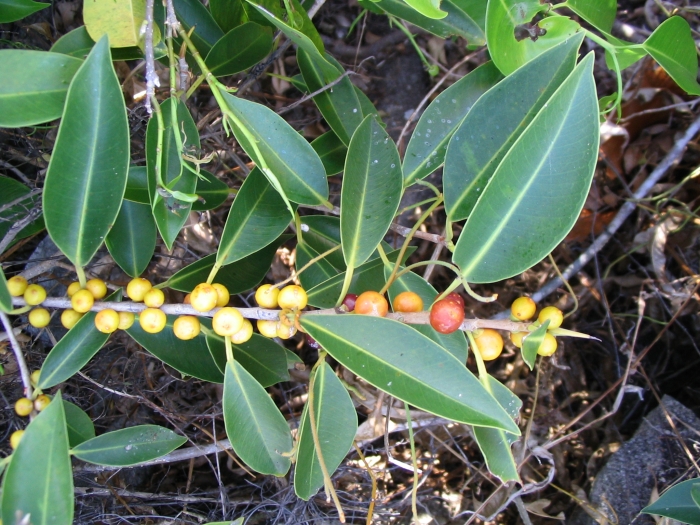 Ficus obliqua image
