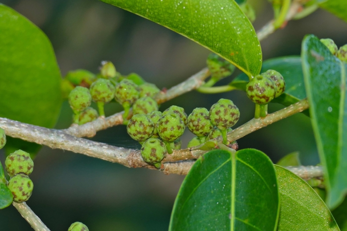 Ficus pertusa image