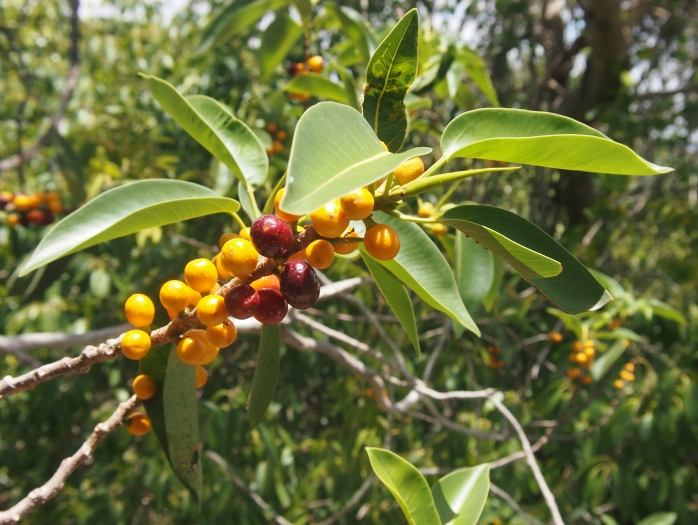 Ficus platypoda image
