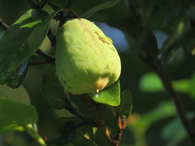 Ficus pumila image