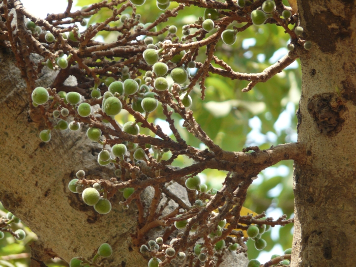 Ficus racemosa image