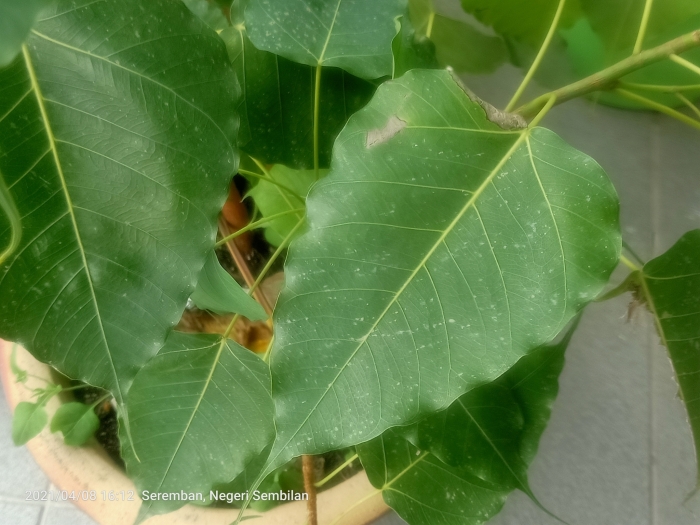 Ficus religiosa image