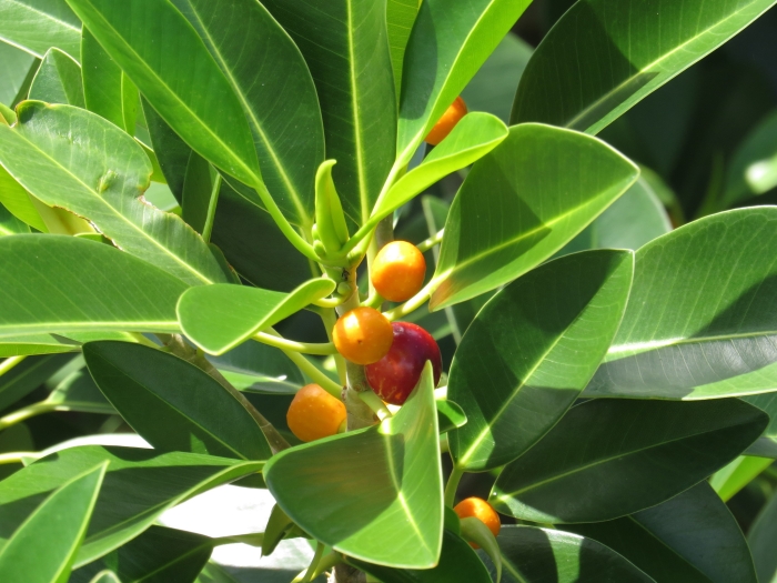 Ficus rubiginosa image