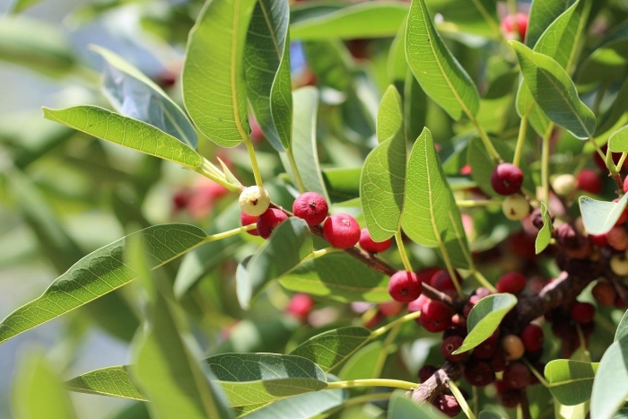 Ficus salicifolia image