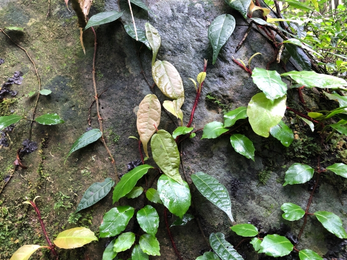 Ficus sarmentosa image