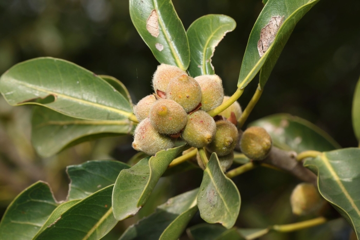 Ficus thonningii image