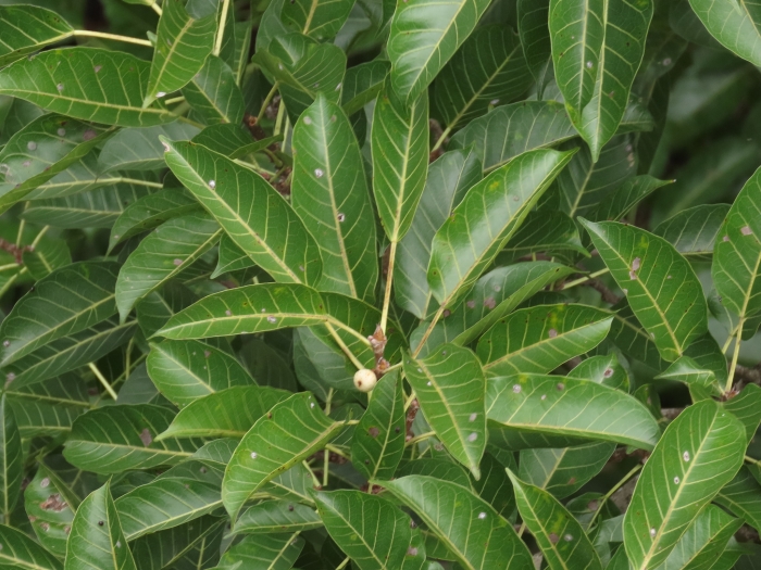 Ficus virens image