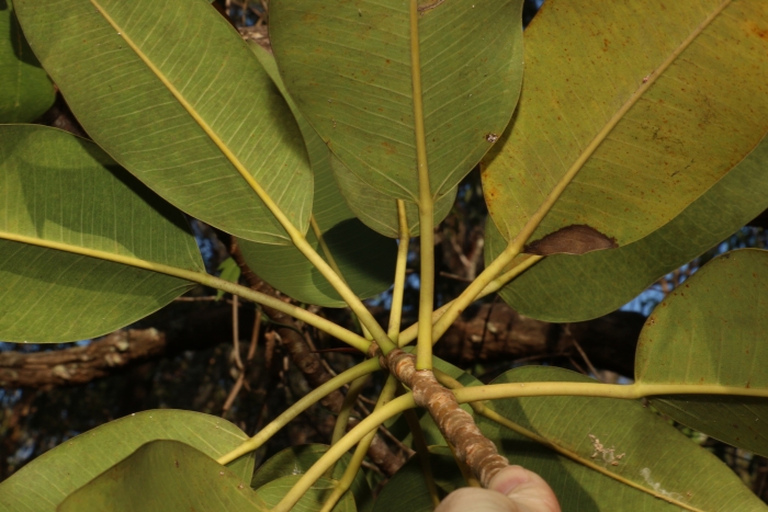 Ficus watkinsiana image