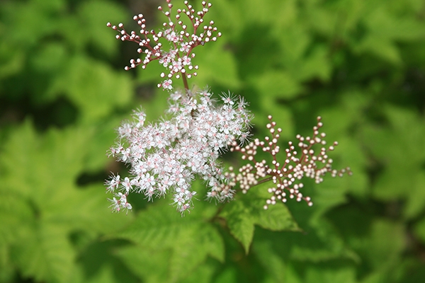 Filipendula glaberrima image