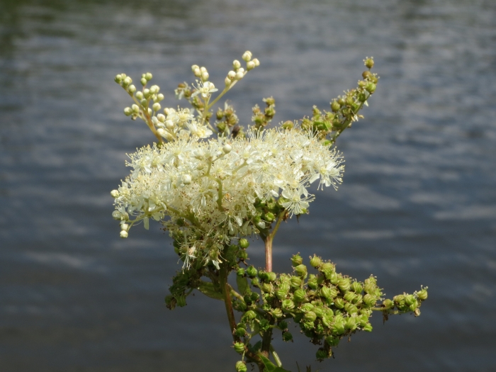 Filipendula ulmaria image