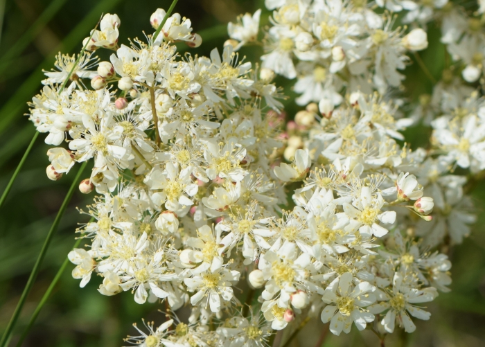 Filipendula vulgaris image