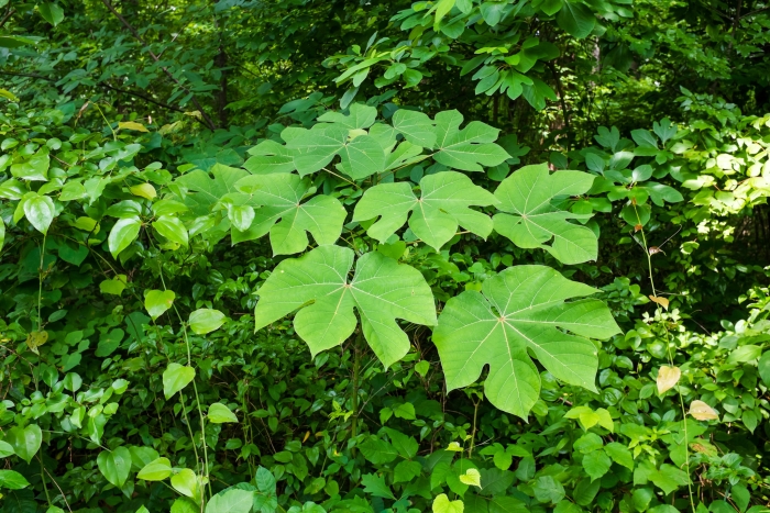 Firmiana simplex image