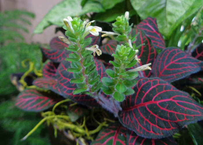 Fittonia albivenis image