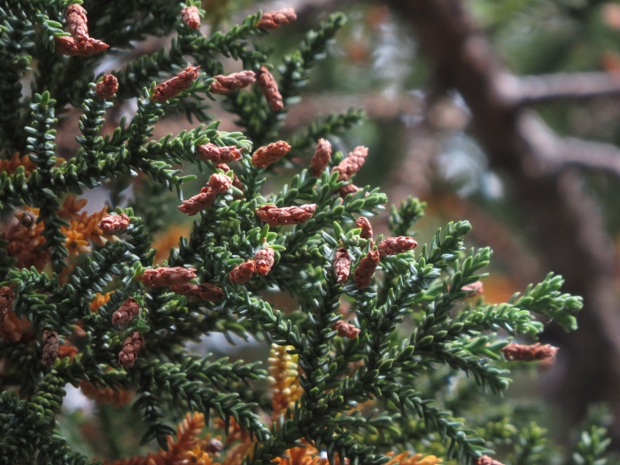 Fitzroya cupressoides image