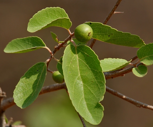 Flacourtia indica image