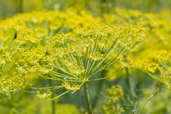 Foeniculum vulgare image