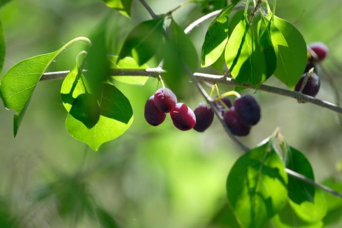 Forestiera acuminata image