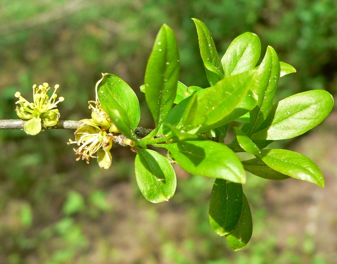 Forestiera pubescens image