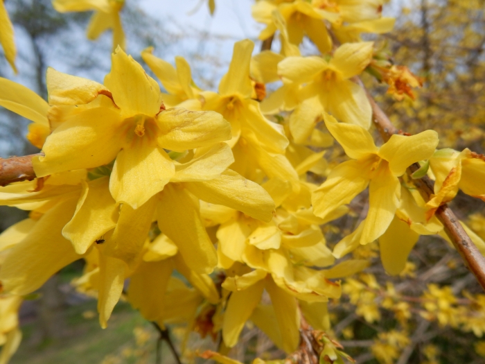 Forsythia suspensa image