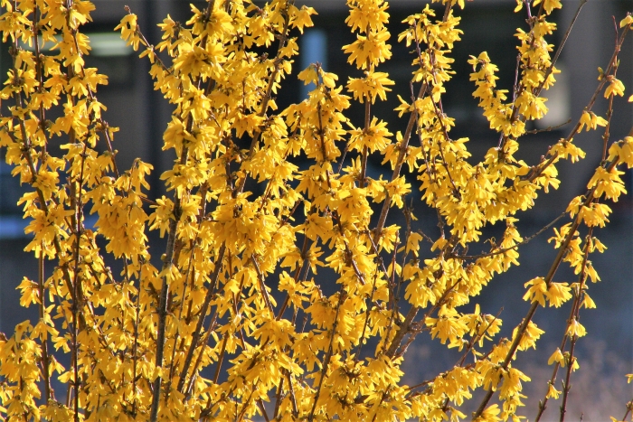 Forsythia viridissima image