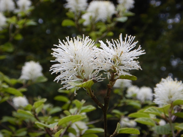 Fothergilla gardenii image