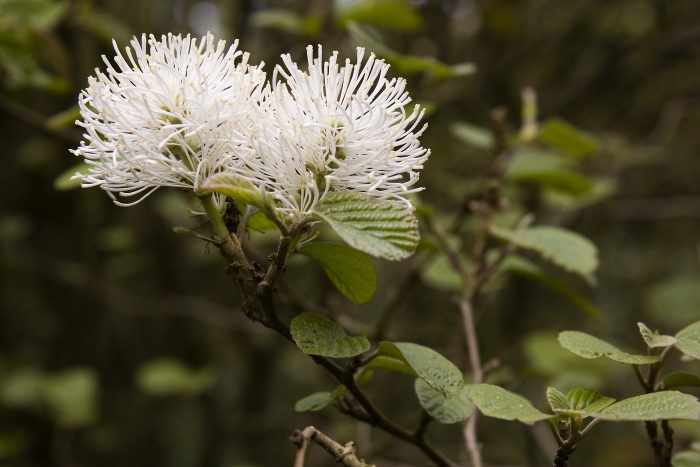 Fothergilla major image