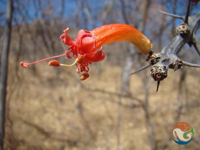 Fouquieria formosa image