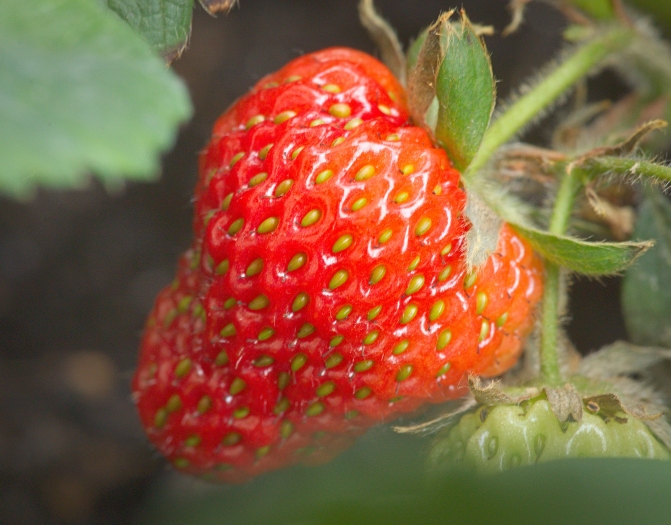 Fragaria ×ananassa image
