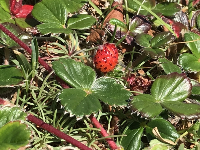 Fragaria chiloensis image