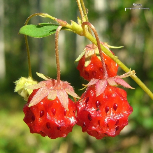 Fragaria virginiana image