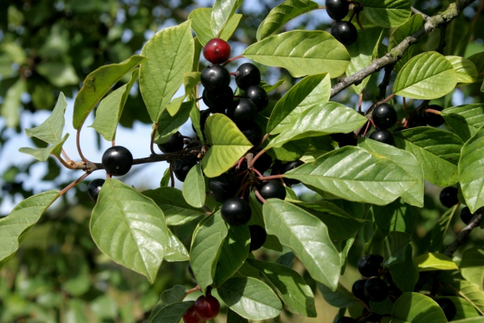 Frangula alnus image