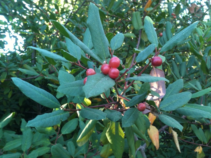 Frangula californica image