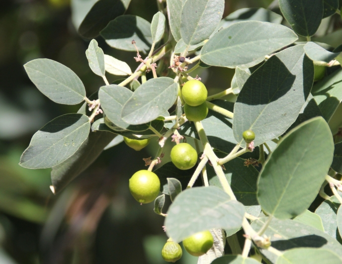 Frangula californica subsp. tomentella image