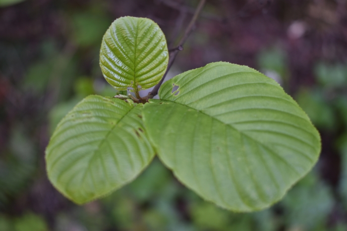 Frangula purshiana image