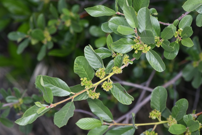 Frangula rubra image