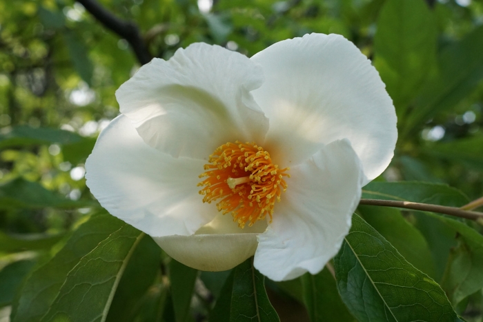 Franklinia alatamaha image