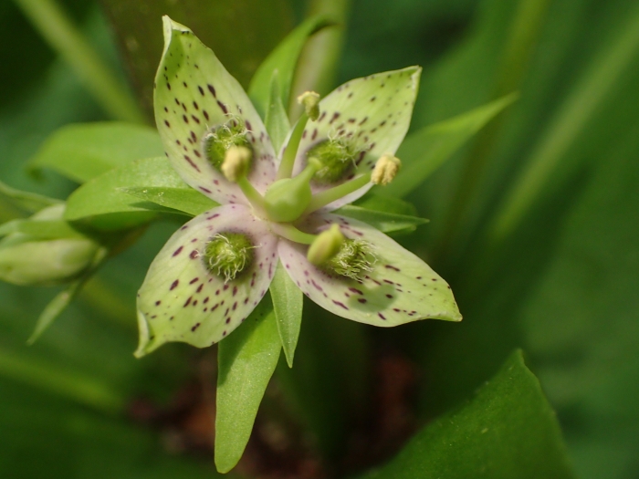Frasera caroliniensis image
