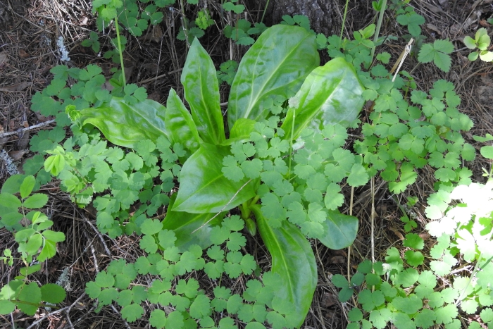 Frasera fastigiata image
