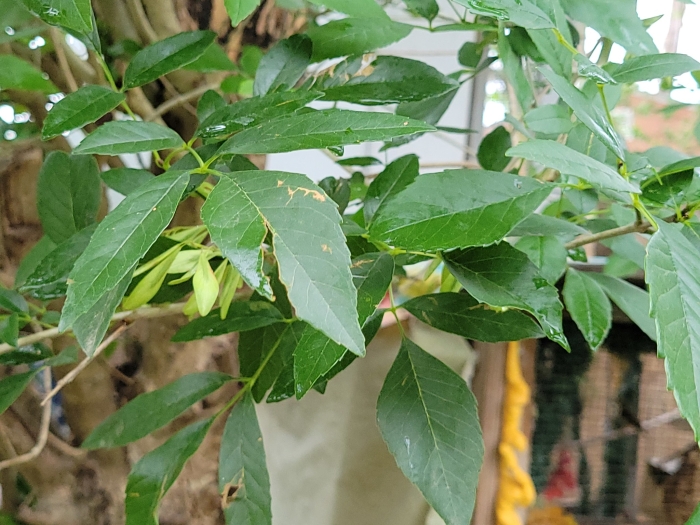 Fraxinus berlandieriana image