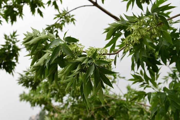 Fraxinus chinensis image