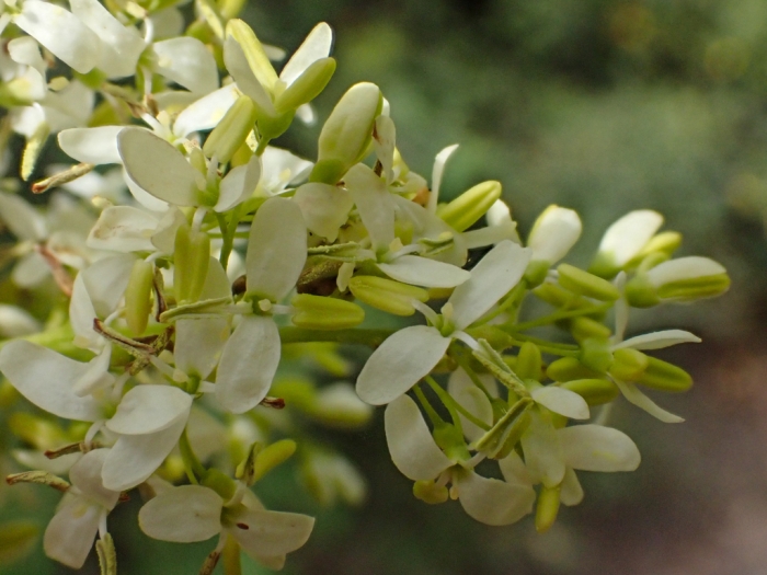 Fraxinus dipetala image