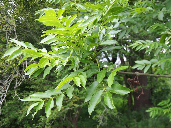 Fraxinus excelsior image