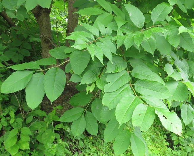 Fraxinus mandshurica image