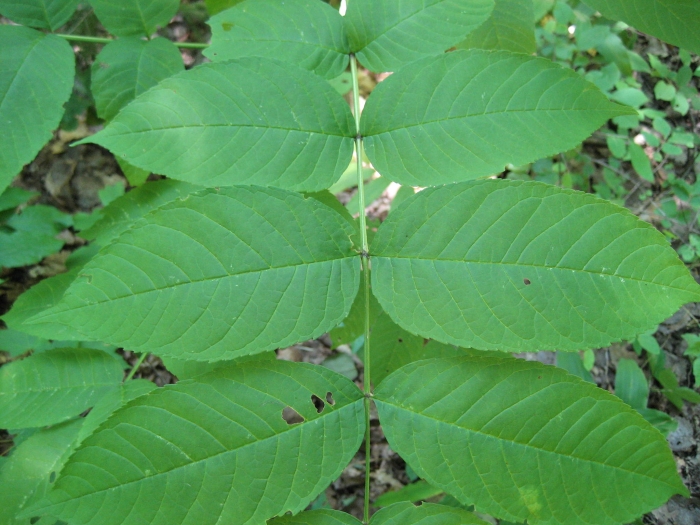 Fraxinus nigra image