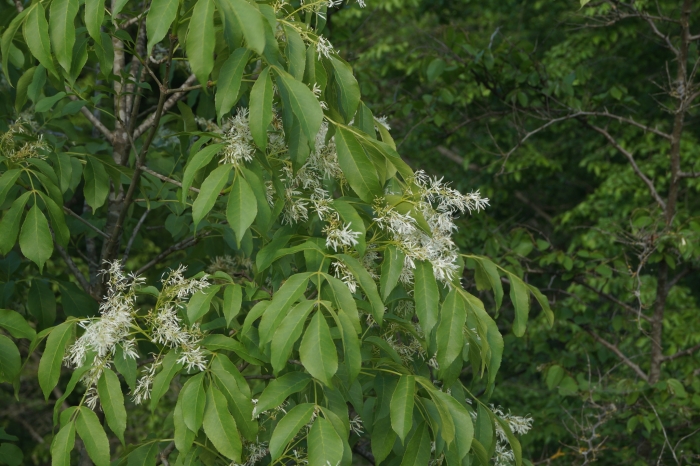 Fraxinus ornus image